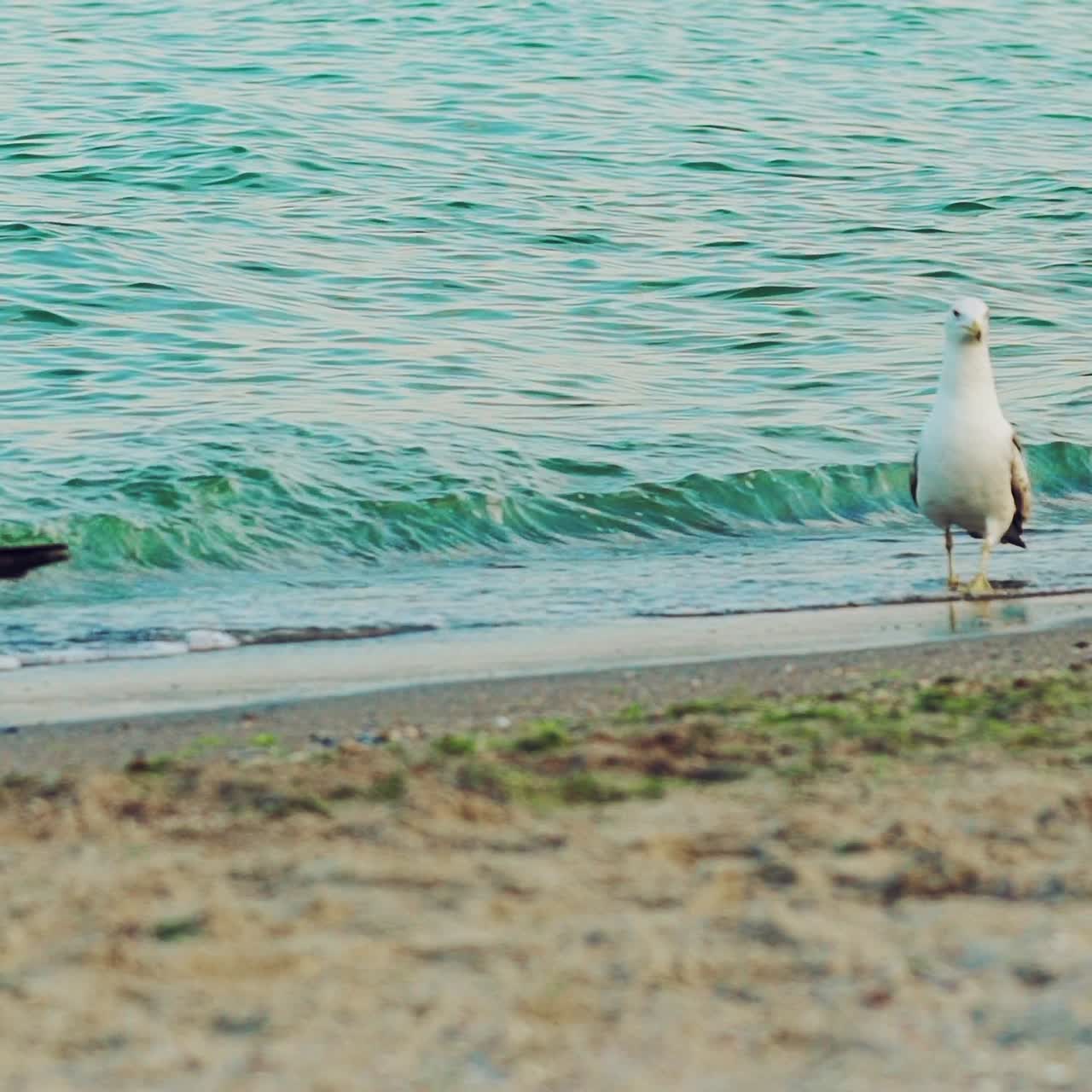 Gulls are walking on the sand and drinking water from the sea on a hot summer day. Seascape. Slow motion