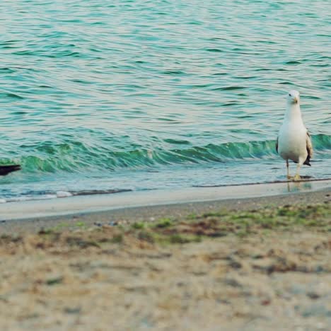 gulls are walking on the sand and drinking water from the sea on a hot summer day. seascape. slow motion