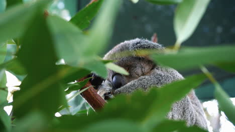 Cute-Sleeping-Koala-Bear-Sitting-In-Eucalyptus-Tree---Close-Up-Shot