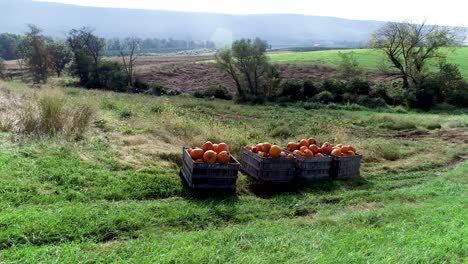 órbita-Aérea-Alrededor-De-Calabazas-En-Un-Contenedor-En-Un-Campo-Grande-Con-Montañas-En-El-Fondo