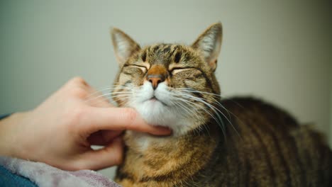 gato doméstico rayado está siendo acurrucado en el cuello