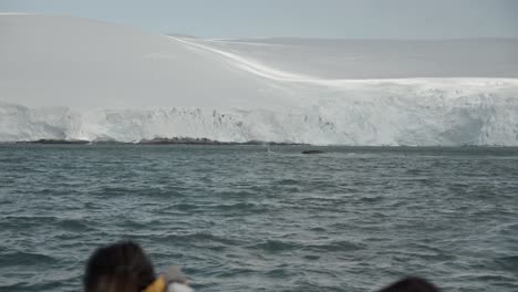 multiple whales coming to surface in antarctica in front of a big glacier coastline