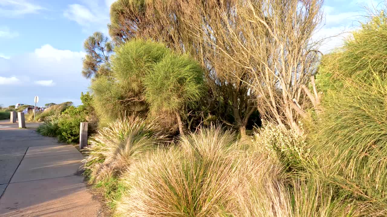 un tranquilo paseo por un camino exuberante y soleado con vegetación vibrante y vegetación costera en melbourne, australia