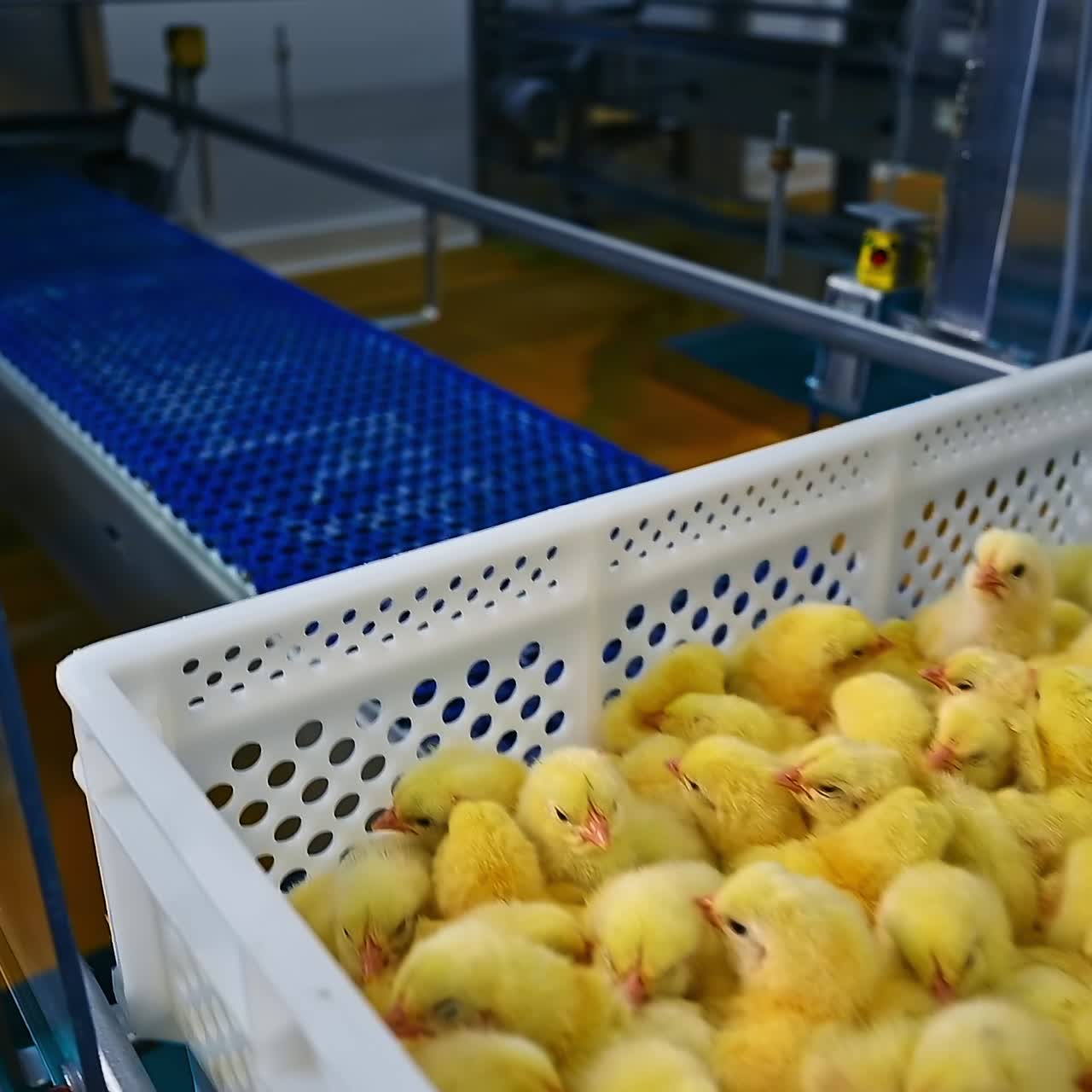 Vaccination of young chickens. Chickens in plastic containers are sprayed with a solution of the vaccine. Cute chicks in plastic drawer on conveyor. Baby chicks at a poultry farm