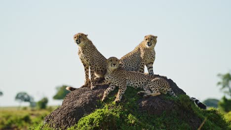 familia de guepardos masai mara en áfrica, animales salvajes africanos en kenia, madre y cachorros de guepardos en la parte superior de un montículo de termitas mirador en safari en masai mara, increíble animal hermoso