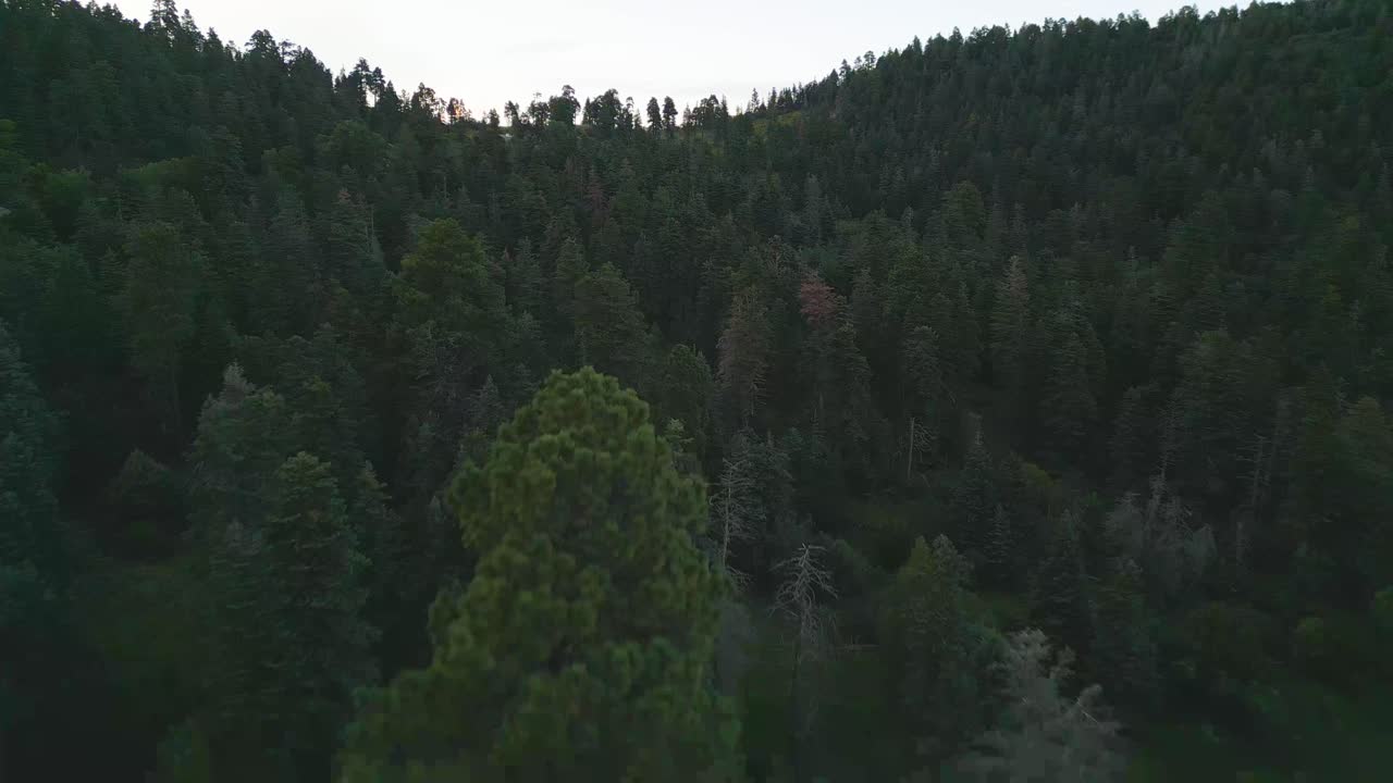Volo sopra la foresta di conifere e il paesaggio della catena montuosa Sandia, New Mexico USA.