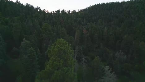 Flying-Above-Conifer-Forest-and-Landscape-of-Sandia-Mountain-Range,-New-Mexico-USA