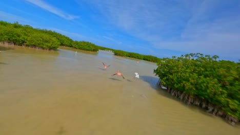 多米尼加共和國佩德納萊斯 (pedernales) 夏季在奧維埃多湖 (laguna de oviedo) 的野生火<unk>鳥的動態fpv飛行