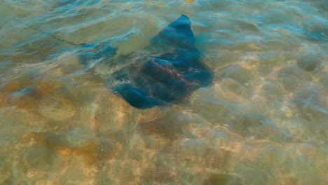 Witness-the-enchanting-encounter-as-two-graceful-stingrays-meet-beneath-the-crystal-clear-waters,-a-mesmerizing-display-of-marine-elegance-and-underwater-harmony