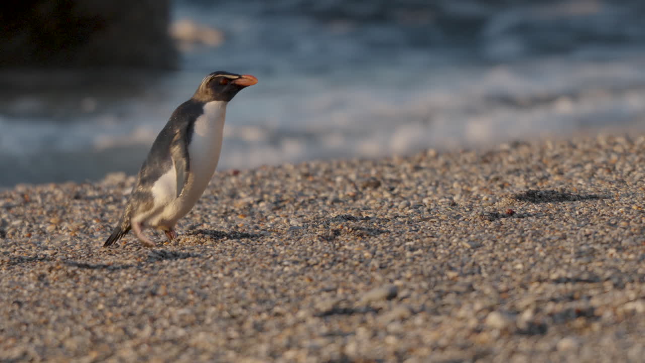 el pingüino de cresta de fiordland caminando por la playa de monro en nueva zelanda