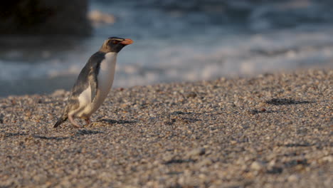 Pingüino-Crestado-De-Fiordland-Caminando-Por-La-Playa-De-Monro-En-Nueva-Zelanda