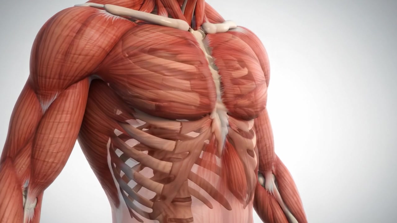 Visualizzazione dettagliata dell'anatomia umana in transizione dalla muscolatura alla struttura scheletrica, evidenziando le complessità della connettività muscolare e della formazione ossea.