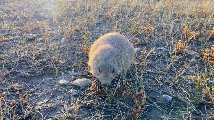 Cane della prateria che mangia e poi si spaventa.