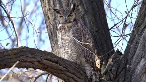 great horned owl perching on a tree and observing its surrounding