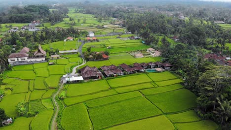 Lush-green-Indonesian-rice-terraces-with-traditional-Balinese-huts,-drone-orbit-shot,-aerial-footage