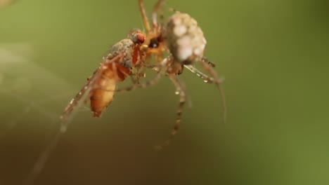 Nahaufnahme-Einer-Makroaufnahme-Zweier-Spinnen,-Die-Um-Das-Gefangene-Opfer-Kämpfen