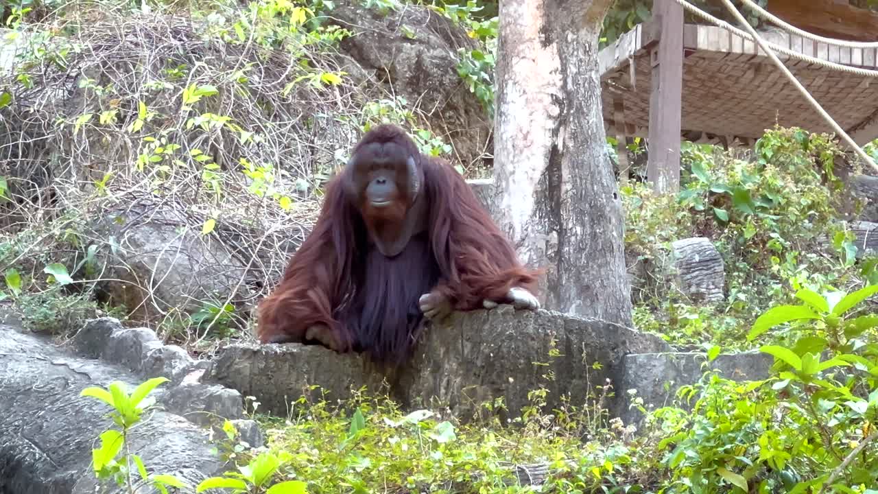 orangután descansando y observando el entorno en el zoológico