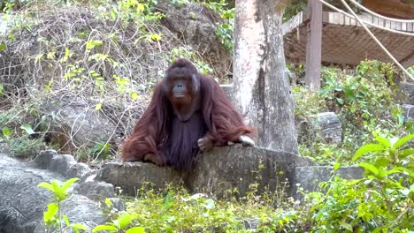 orangutan resting and observing surroundings in zoo