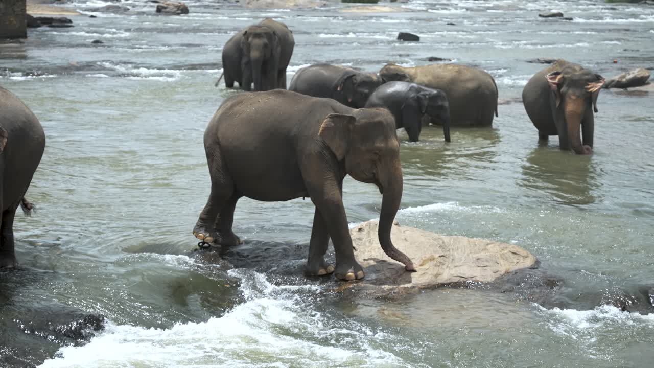 스리랑카의 피나와라에 있는 강에서 목욕하는 코끼리 무리, 어린 코끼리가 흐르는 물 가운데 바위 위에 조심스럽게 균형을 잡고 있다.