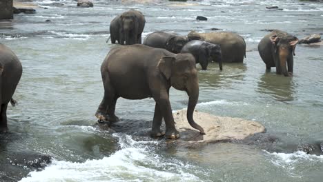 herd of elephants bathing in a river in pinnawala, sri lanka, with a young elephant carefully balancing on a rock amidst the flowing water