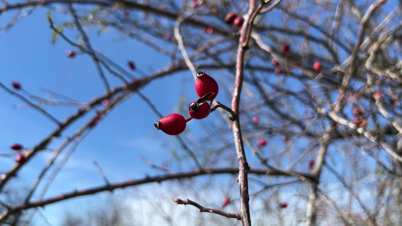 Red berries hang from thorny branches, framed against a clear blue sky in natural setting. The bare branches with vibrant berries indicate late autumn or winter, evoking a peaceful, chilly atmosphere
