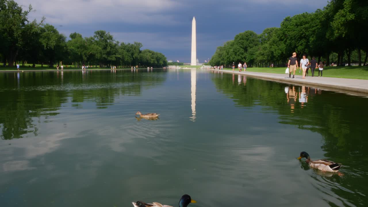 Ducks floating in the reflecting pool at the national mall seeing the Washington Monument.