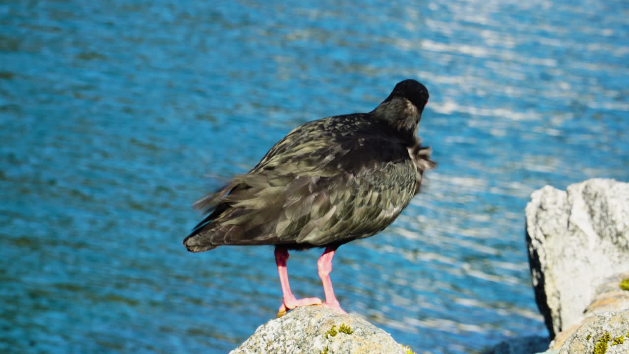 뉴질랜드의 바위에 있는 가변 oystercatcher