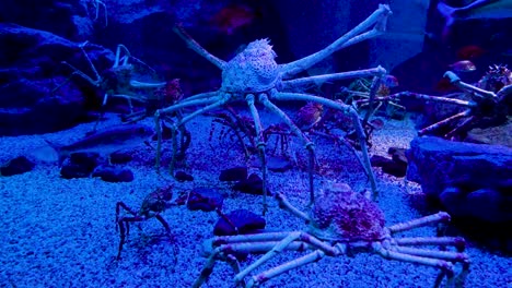 japanese giant spider crab in aquarium, osaka