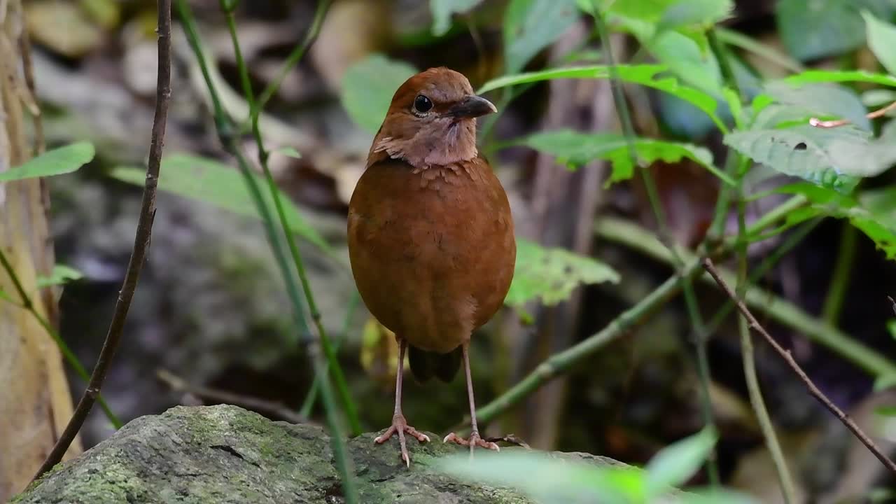 la pitta de nuca oxidada es un ave confiada que se encuentra en hábitats de bosques montañosos de gran altura, hay muchos lugares en tailandia para encontrar esta ave