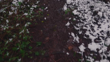 wet muddy tracks through snow forest with tall coniferous tree trunks in background during winter