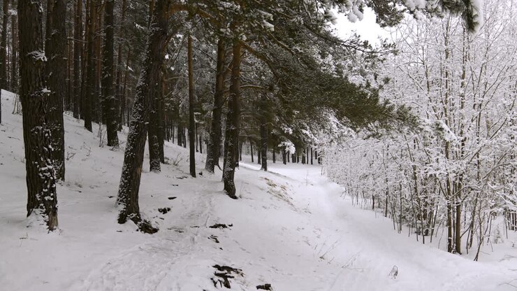 Foresta innevata