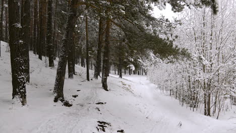 schneebedeckter wald