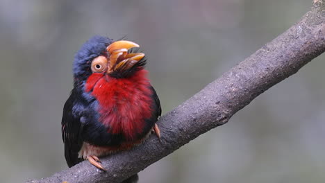 A-beautiful-red-bellied-Bearded-Barbet-perched-on-a-tree-branch,-panting-and-tired---Slow-motion