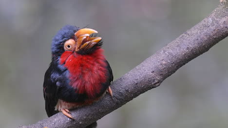 un hermoso barbudo barbudo de vientre rojo encaramado en una rama de árbol, jadeando y cansado - cámara lenta