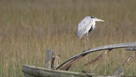 Garza-De-Coco-Majestuosa-Salvaje-De-Pie-Sobre-Un-Trozo-De-Madera-En-El-Prado-De-Campo,-Mirando-A-Lo-Lejos-Mientras-El-Viento-Sopla-Suavemente-Contra-Plumas-Largas