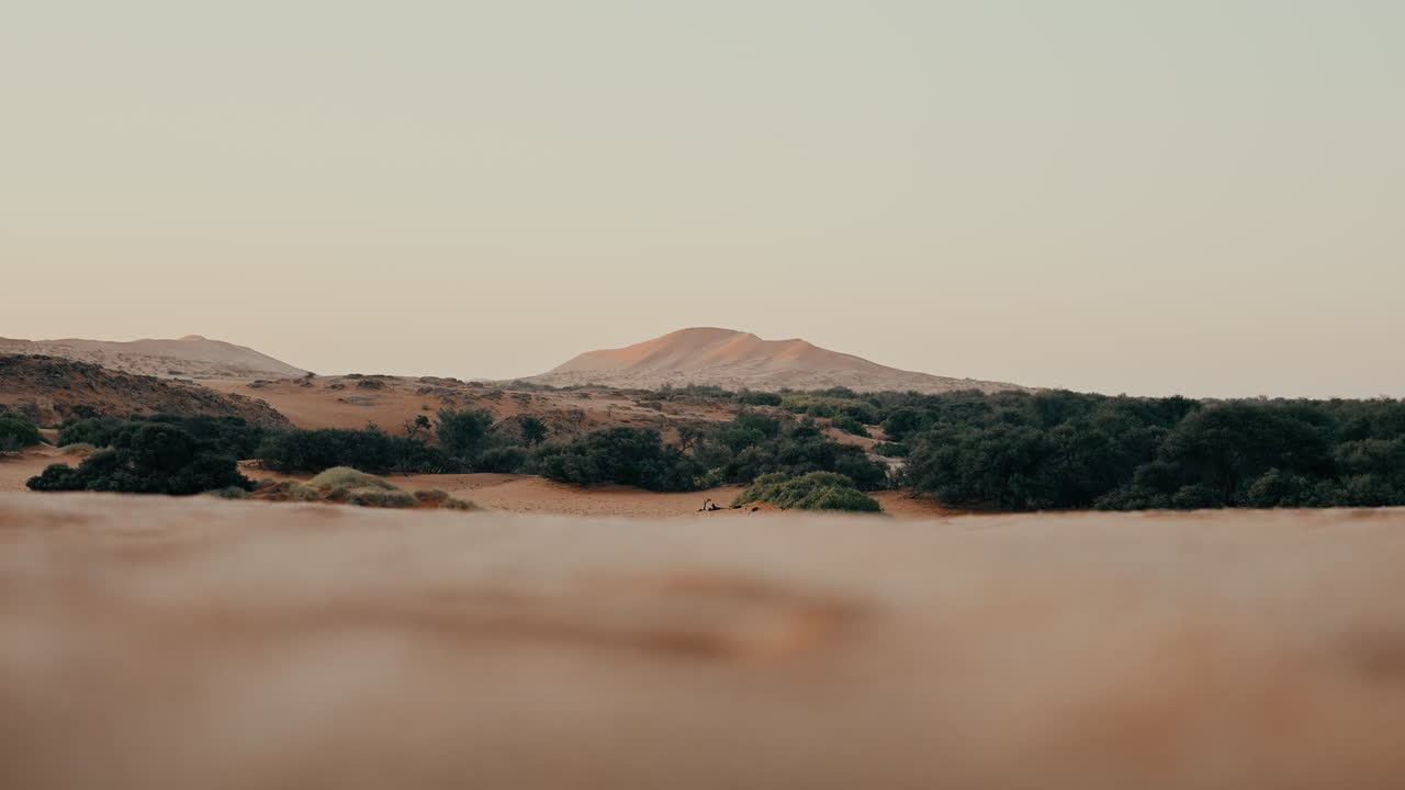 Desert Landscape with Dunes and Trees at Sunrise/Sunset