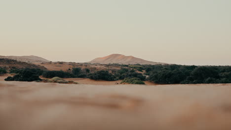 desert landscape with dunes and trees at sunrise/sunset