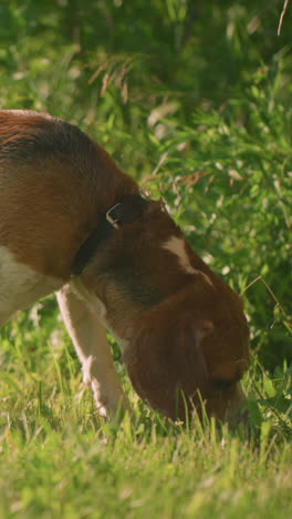 primer plano de perro marrón macho en correa roja olfateando la hierba, explorando curiosamente el entorno mientras intenta avanzar, el fondo lleno de plantas verdes vibrantes