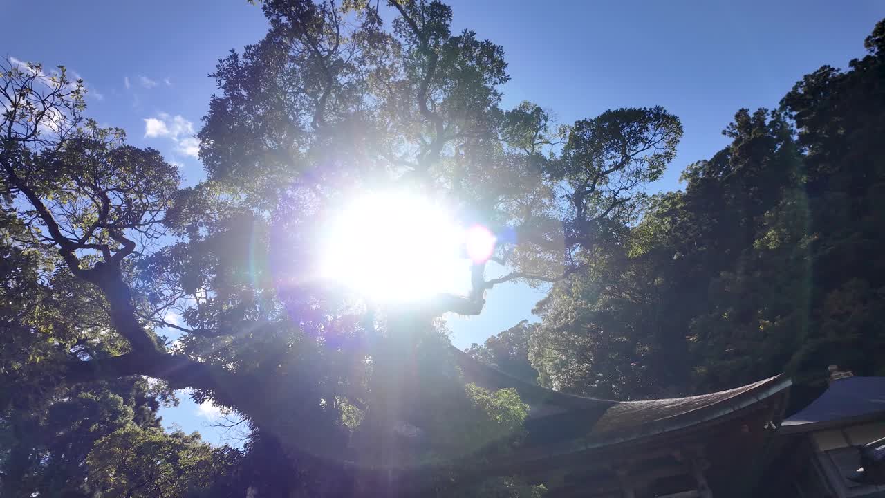 Sun shining through tree branches at Nachisan Seiganto ji Temple, a sacred landmark in Wakayama Prefecture, Japan, blending nature and spirituality