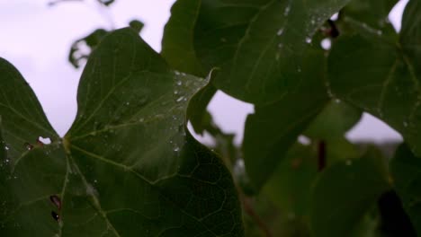 Cerrar-Grandes-Hojas-Verdes-Con-Gotas-De-Lluvia-Sobre-Ellas-120fps