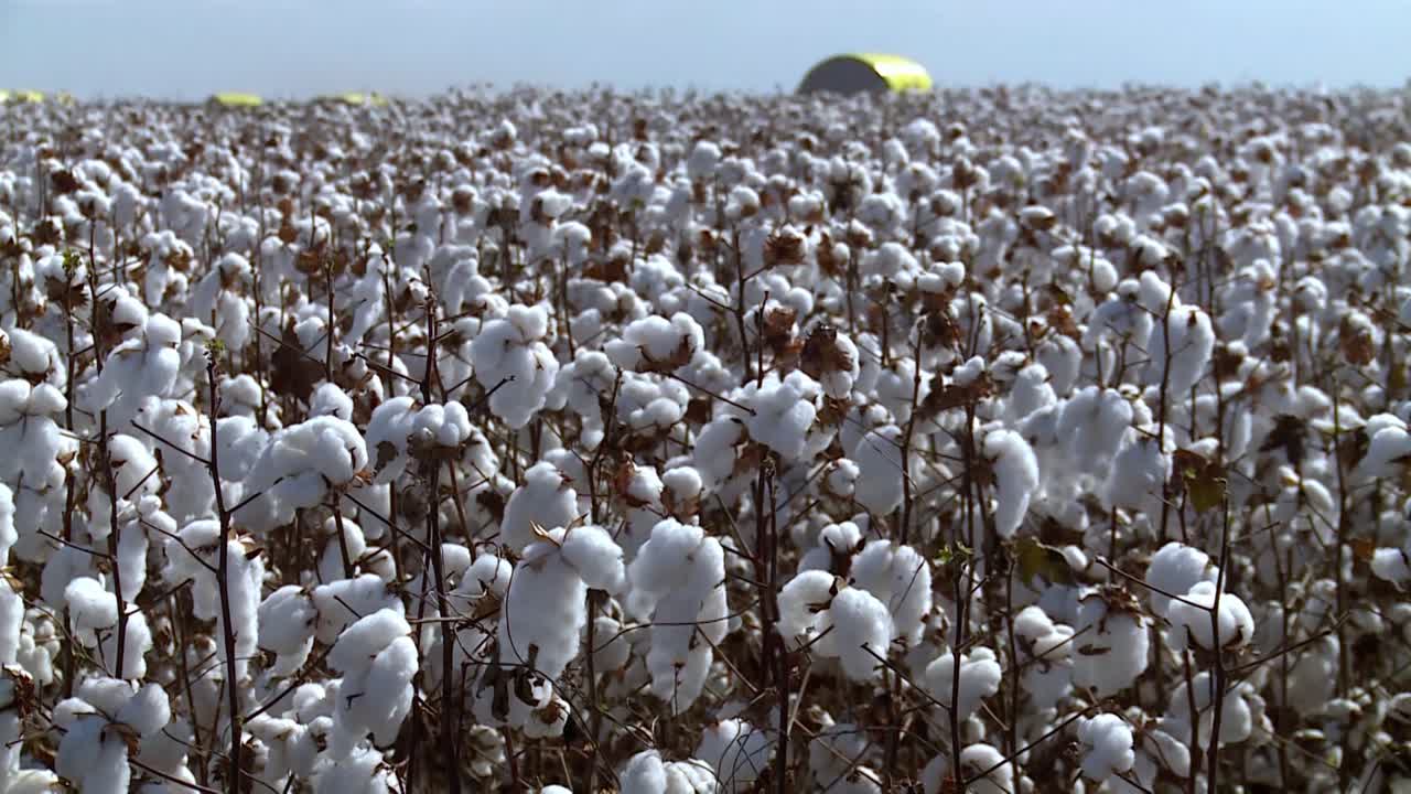 campo de plantas de algodón en una plantación industrial durante el día