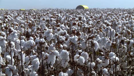 Feld-Mit-Baumwollpflanzen-Auf-Einer-Industrieplantage-Tagsüber