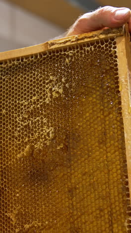 preparation of honey frame for convenient honey extraction at apiary. man holds a frame and cuts the tops of honeycombs with electric knife. vertical video