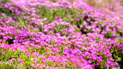 vibrant pink delosperma iceplant ground cover in breeze, selective focus