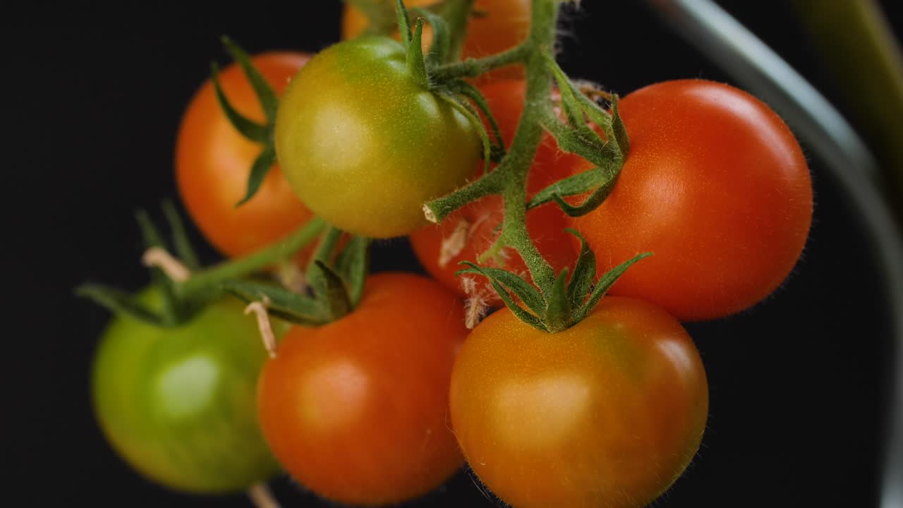 disparo de zoom lento de tomates cherry verdes y rojos colgados en un autobús de tomates
