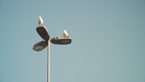 Seagulls-on-top-of-street-lamp-in-Porto-city,-Portugal