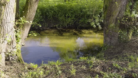 Eisenreiches-Wasser-Fließt-In-Einem-Ruhigen,-Sanften-Bach,-Der-Sich-Langsam-Unter-Bäumen-Entlang-Schlängelt