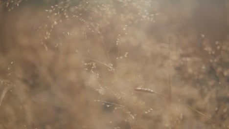 A-close-up-dolly-shot-tracking-in-on-blades-of-golden-dry-grass-illuminated-by-the-beautiful-morning-sunrise,-passing-through-a-field,-India