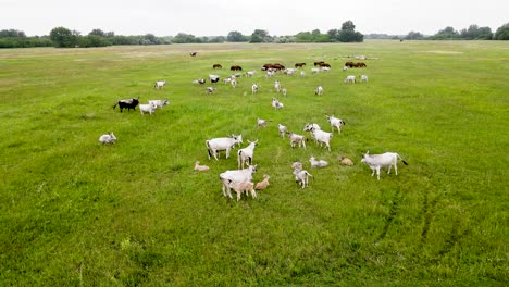 Oído-Hablar-De-Ganado-Gris-Húngaro-Con-Terneros-Jóvenes,-Vista-Aérea