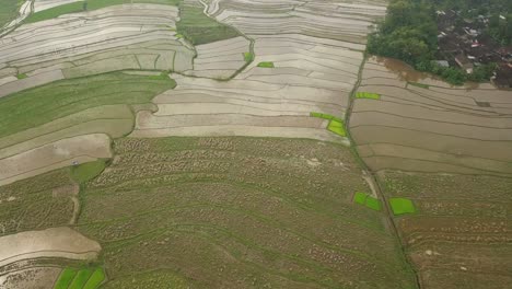 sobrevuelo aéreo inundado campos de arroz y paddys en indoensia durante el día soleado - hermoso patrón desde arriba -